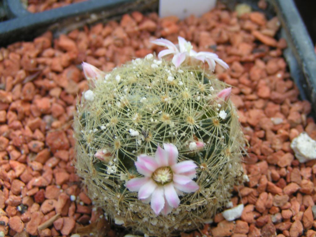 Mammillaria giselae